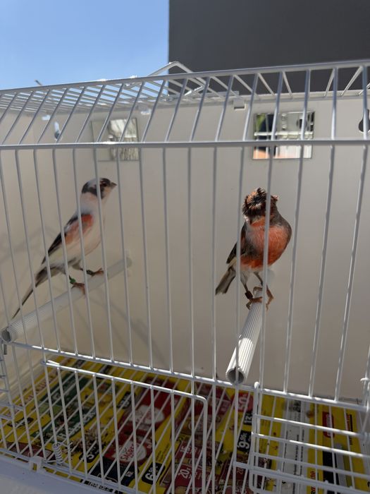 Casal de alerquim