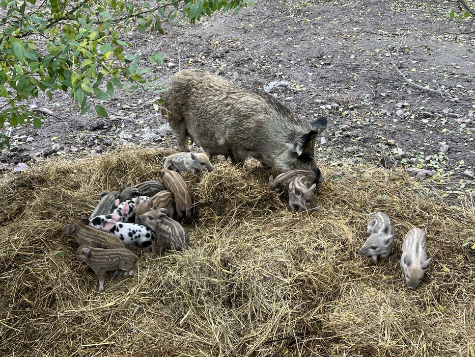 Поросята свині Мангали та Мангалиця