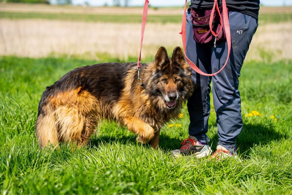 Kenia. Piękna i grzeczna owczarka, owczarek niemiecki