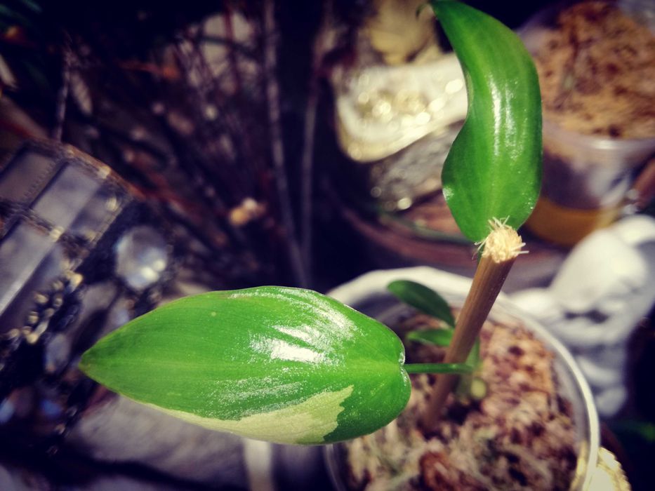Philodendron Gold Dragon Variegata UNIKAT monstera SUPER CENA Sadzonka