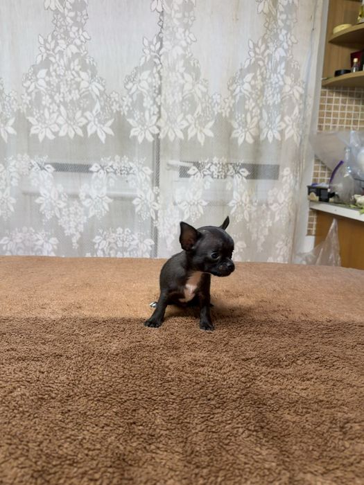 Piesek Chihuahua