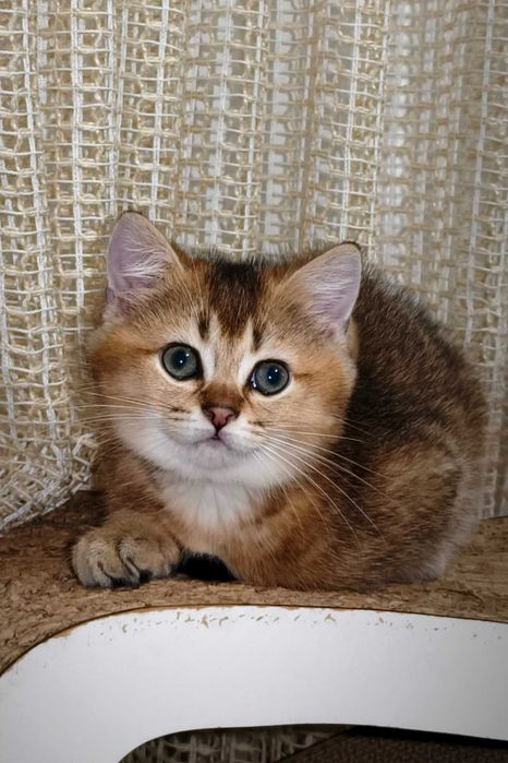 Британське кошеня золота шиншила