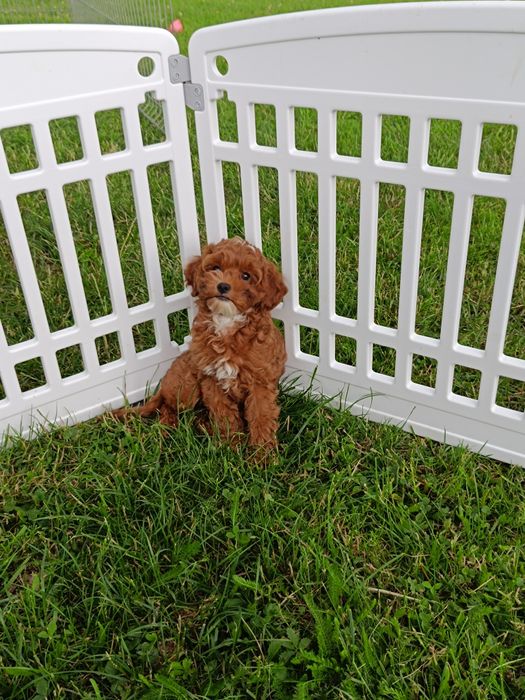 Cavapoo  chłopak