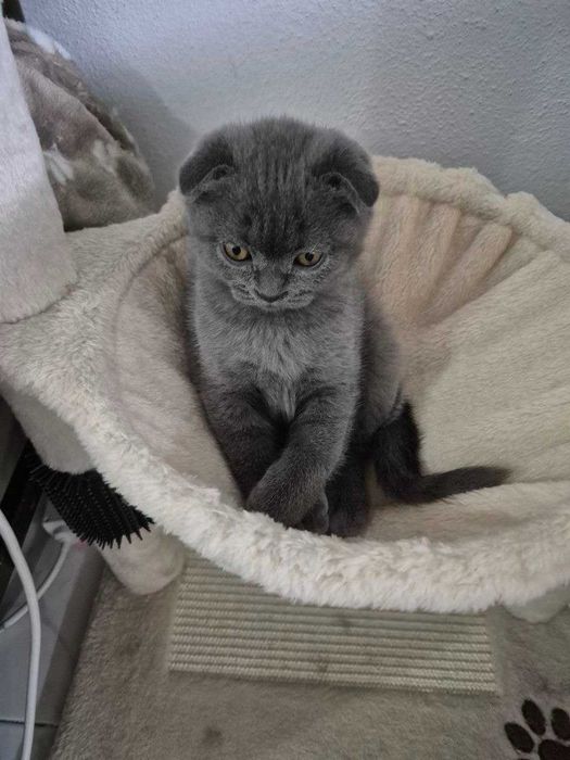 Gatinho Scotish Fold