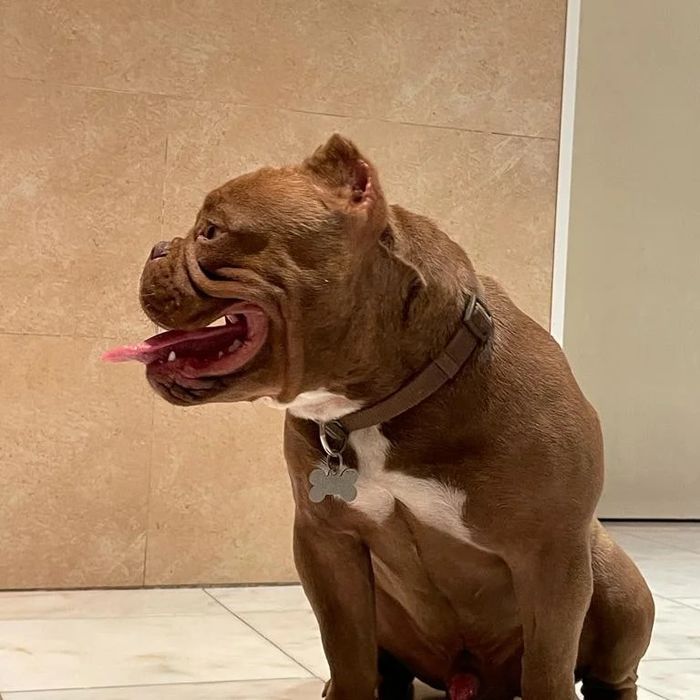 American bully Disponível para montas ( criações )