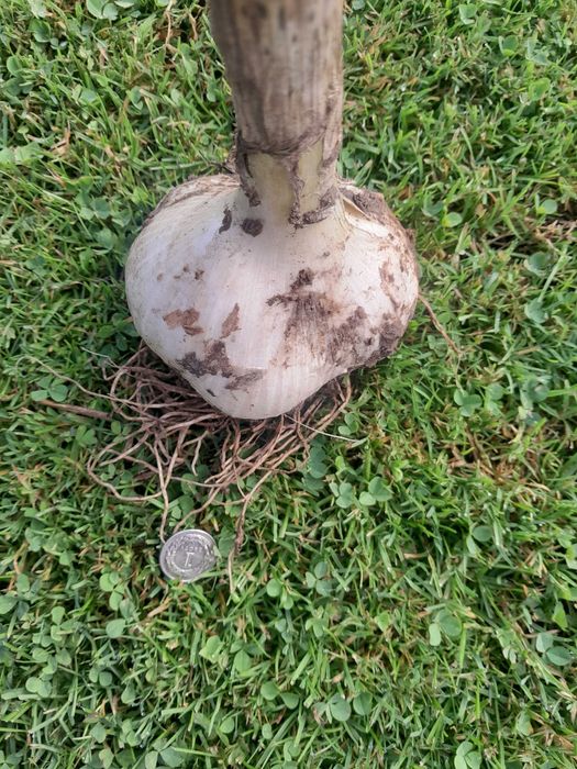 Czosnek czosnek słoniowy sloniowy cebulki przybyszowe nie ząbki