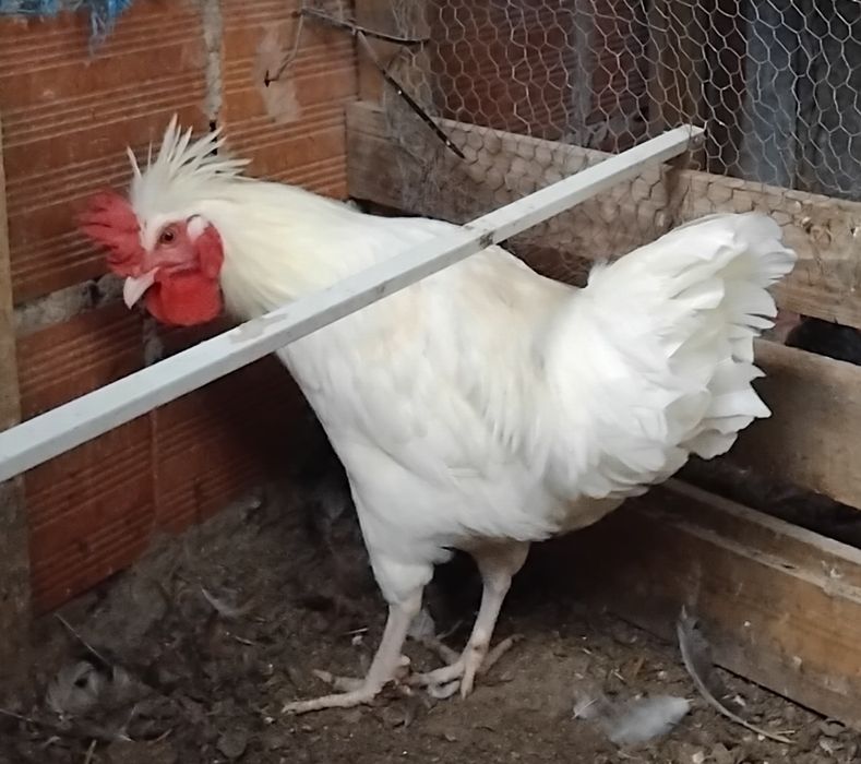 Garnisé novo macho,mas já adulto