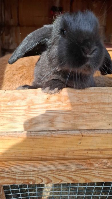 Młode króliki mini lop
