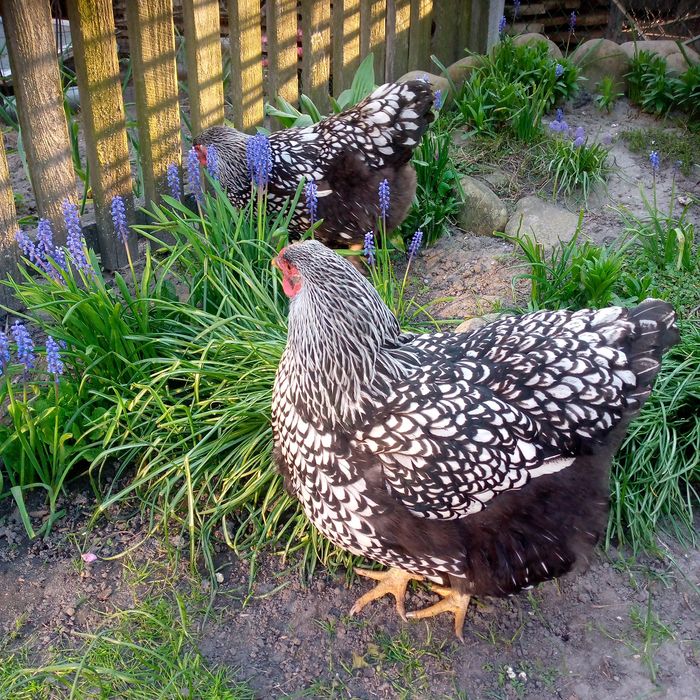 Яйця інкубаційні кури віандот срібний