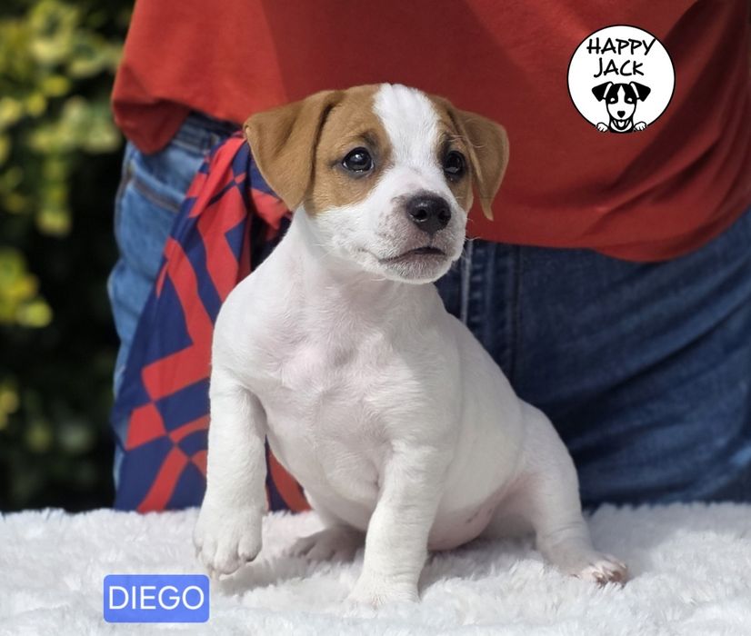 Jack Russell Terrier / piesek / gotowy do odbioru