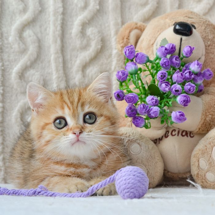 Киев. Золотой британский мальчик