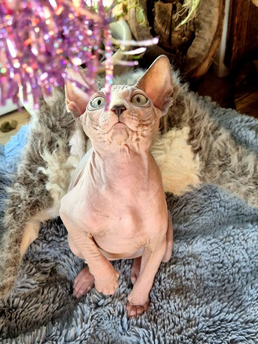 Sfinks Kanadyjski rodowód FPL