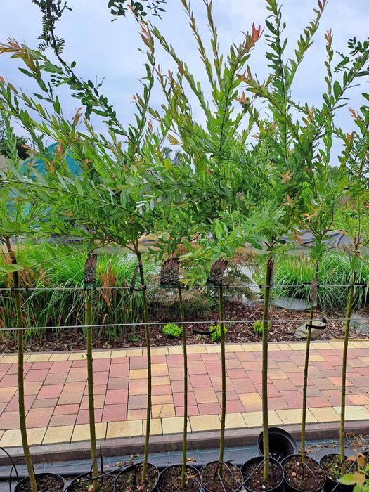 Wierzba Hakuro Iwa Wierzby