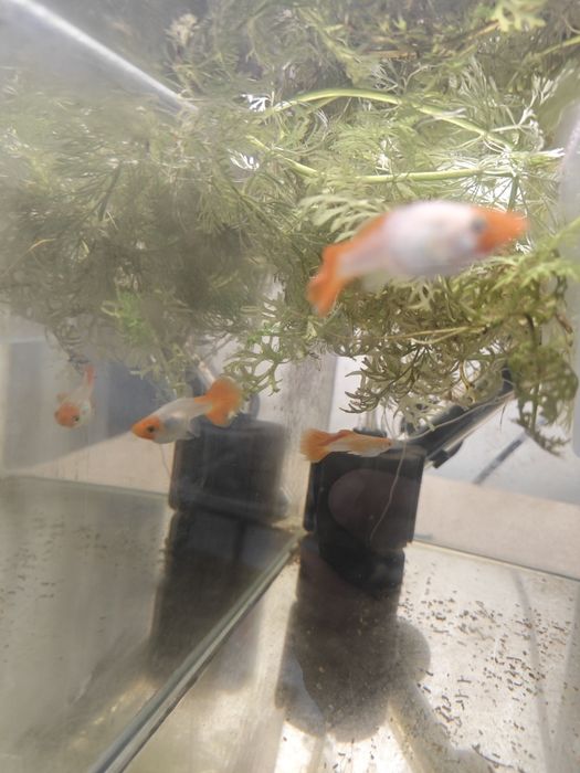 Guppies de Linhagem Disponíveis