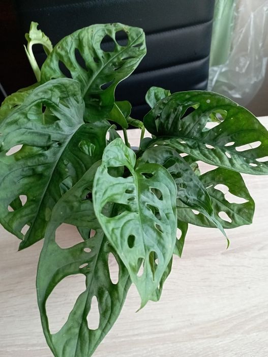 Monstera.  dziurawa