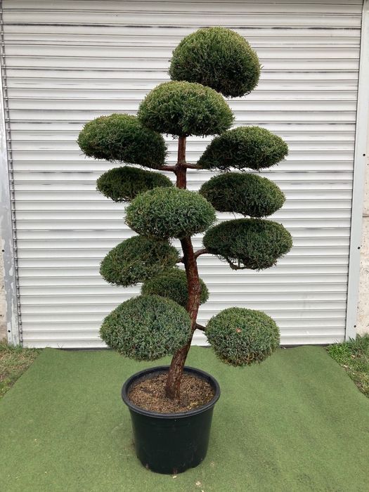 Bonsai z Jałowca pośredniego "Mint Julep" - 180 cm WSPANIAŁY
