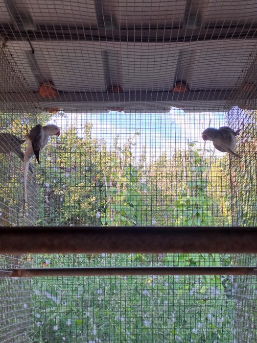 Vendo ou troco lote de  Ring Necks