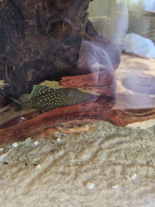 Sprzedam zbrojniki L różnego rodzaju szt