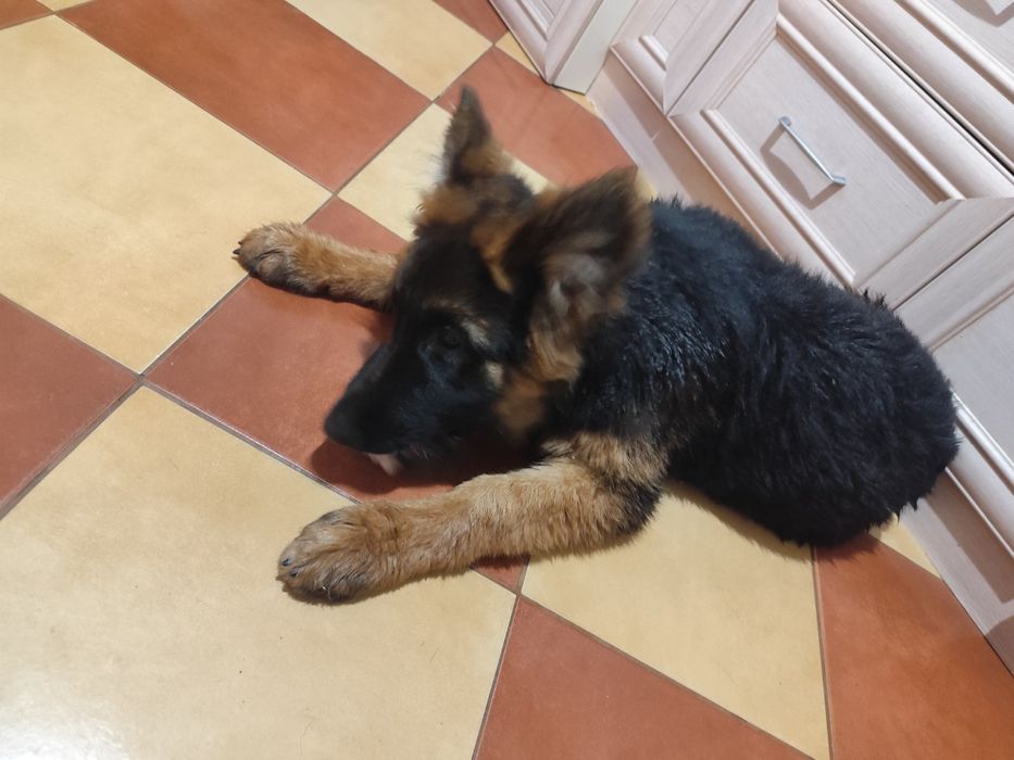 Продам немецкую овчарку