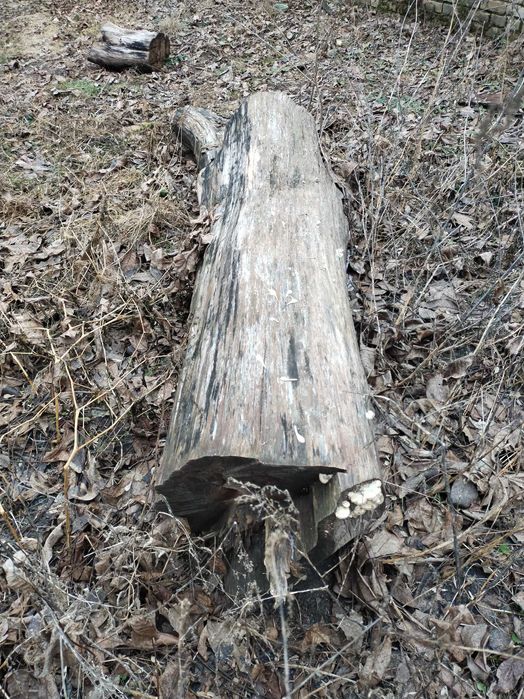 Стовбур груші під слеби