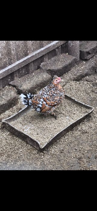 Продам Корольки ситцеві