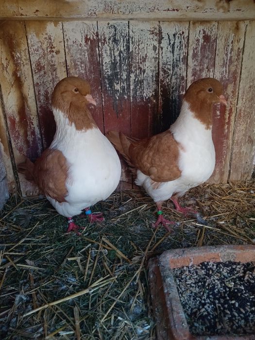 Sprzedam kaczki i kaczory i golebie i króliki kroliki