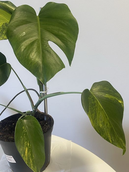 Planta Monstera. Aurea variagata
