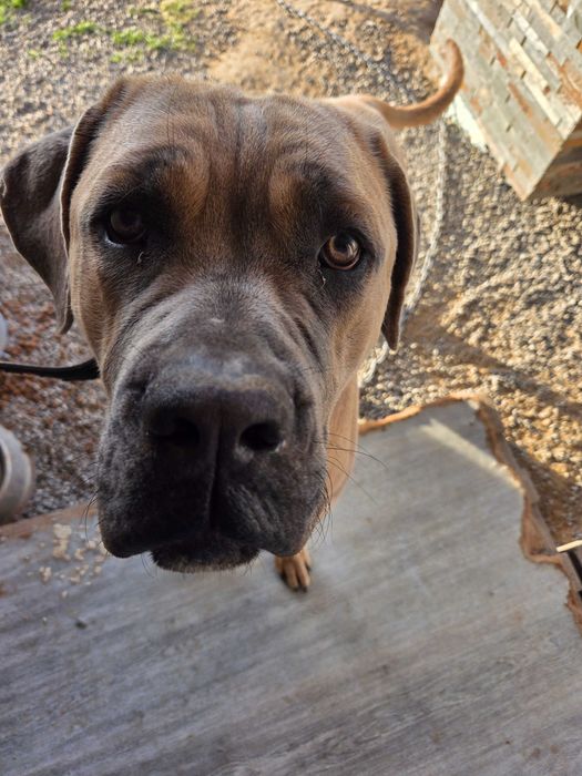 Pies  rasa cane corso