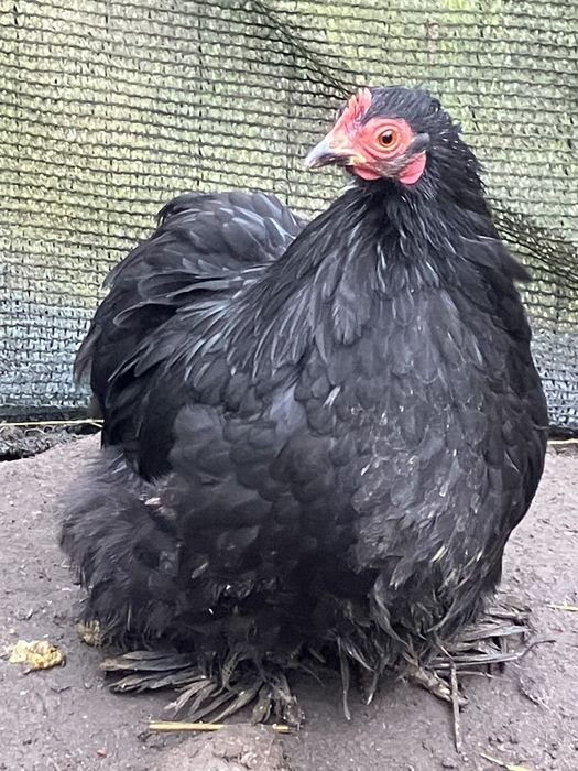 Kury ozdobne kochin miniaturowy