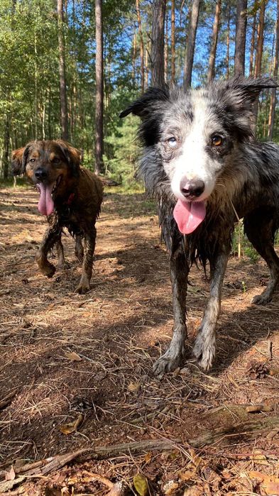 Trener Psów - Behawiorysta