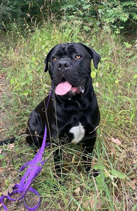 Кобель Итальянский Кане-корсо (Cane Corso) для вязки