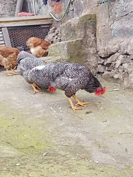 Galo da raça "Pedrês Portuguesa", bom  reprodutor.