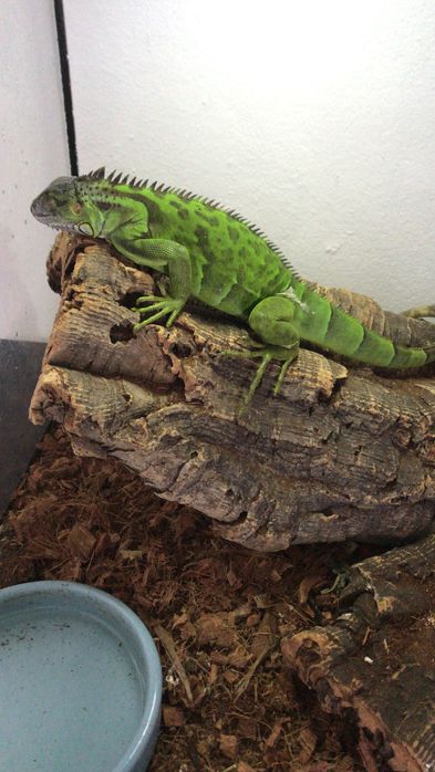 Terrario com iguana