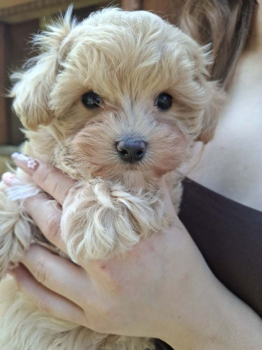 Piesek Maltipoo słodziak ! MALTIPOO