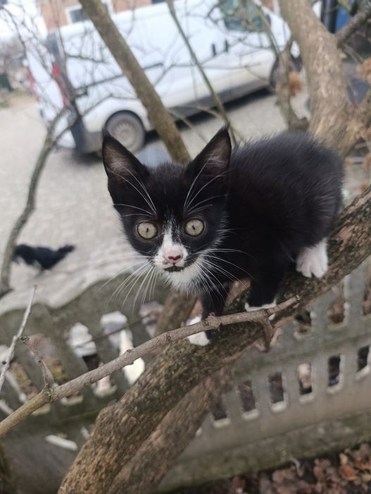 Кошенята шукають сім'ю