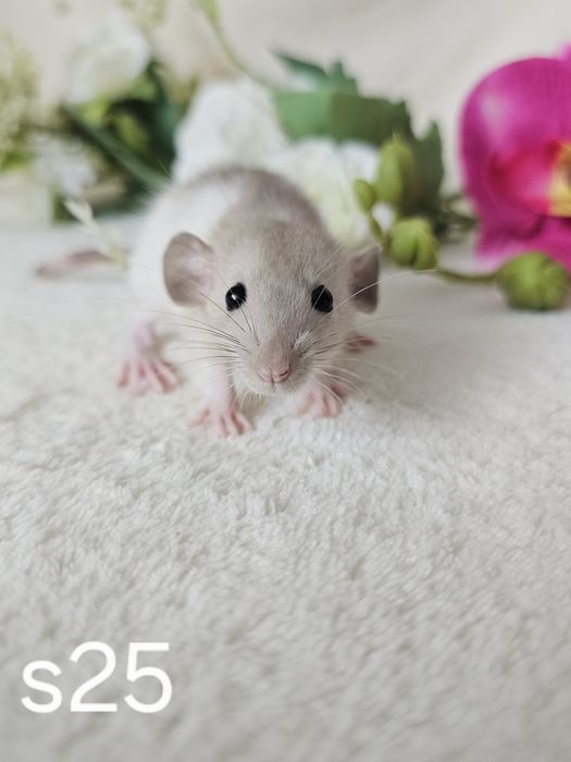 Szczur szczury szczurki