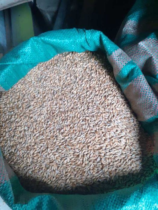 Sprzedam przenżyto ozime, odmiana meloman 800zl-1t