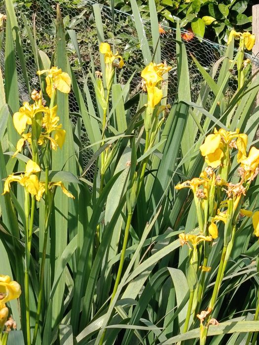 Plantas marginais margem para lagos filtros ou jardim - papiros varios e lirios de agua