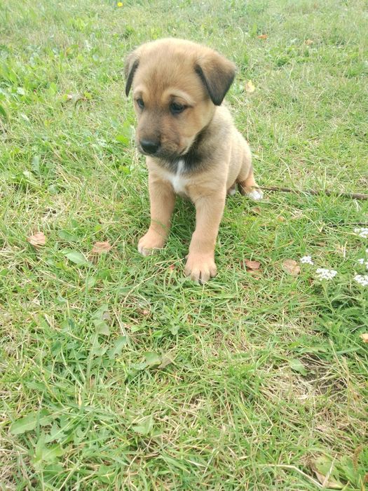 Pieski do adopcji