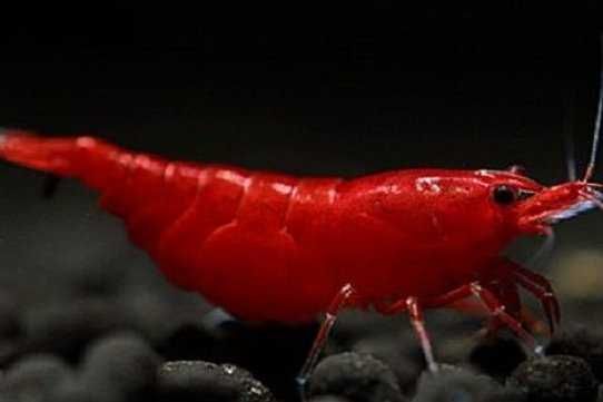 Camarões várias espécies - água quente