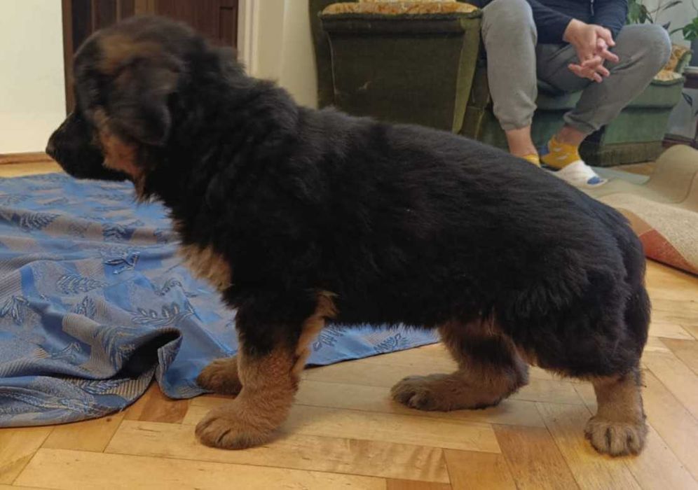 Owczarek niemiecki FCI długowłosy