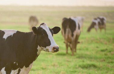 Корова на молоко