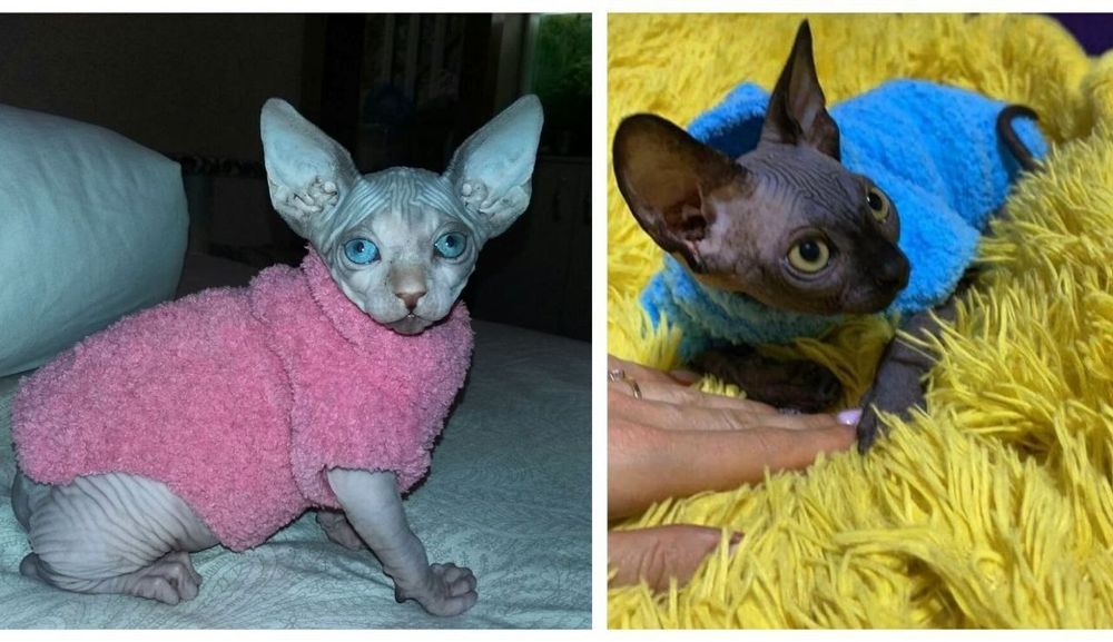 Одежда для кошек, котят, собак,сфинксов,кота, одяг для тварин на заказ