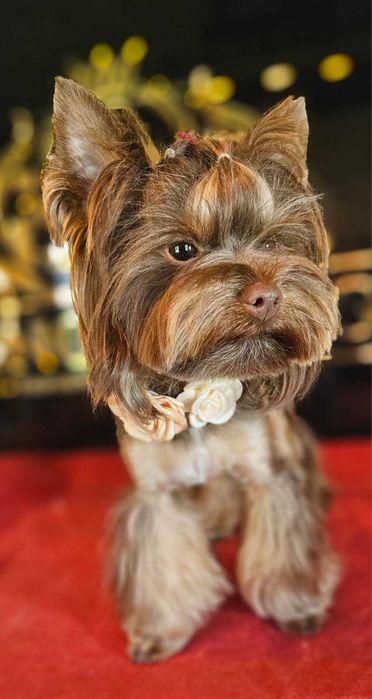 Wesoły piesek Yorkshire terrier czarny podpalany