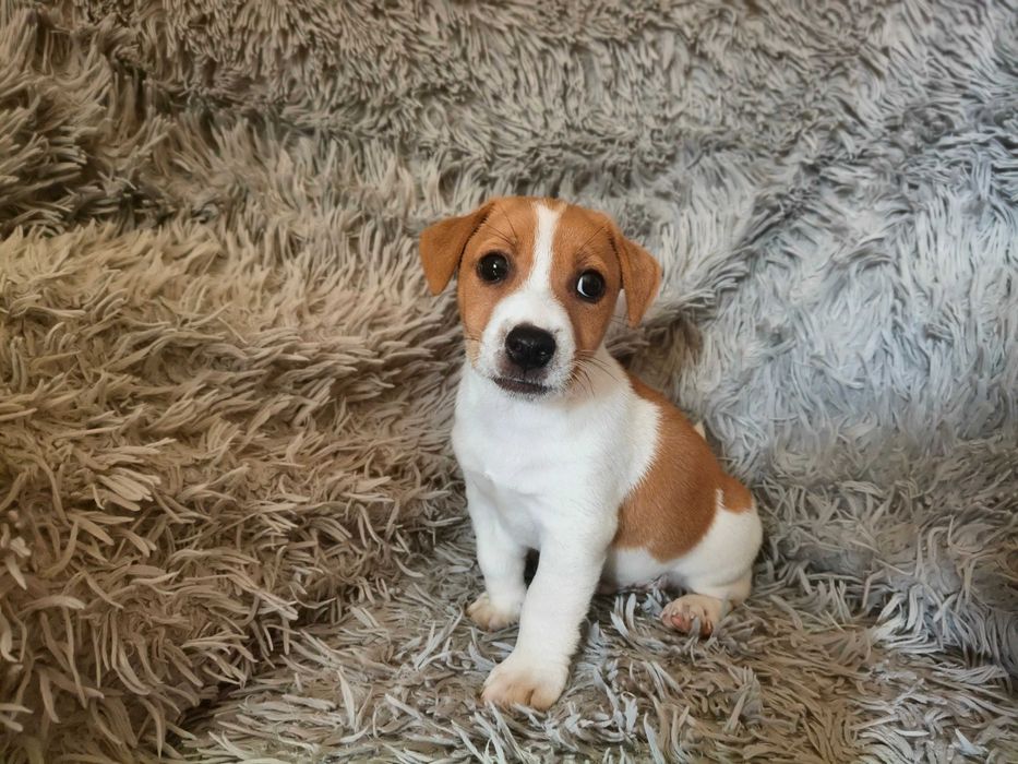Jack Russell Terrier Piesek