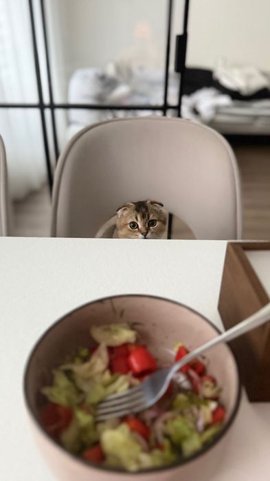 Золота шиншила, котик