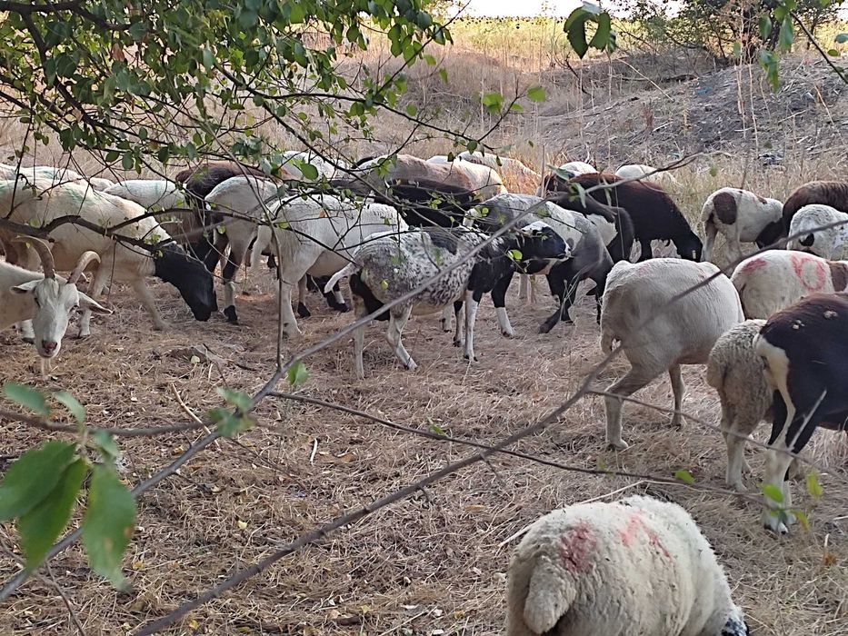 Продам ярки та матки крос дорпера (вівці, овцы)