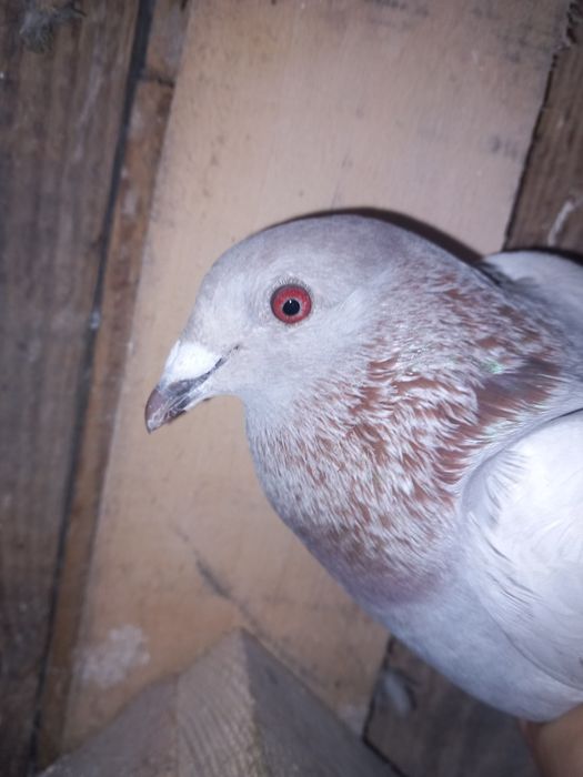 Sprzedam gołębie pocztowe