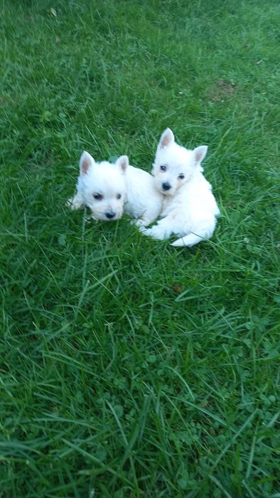Suczka West Highland White Terrier