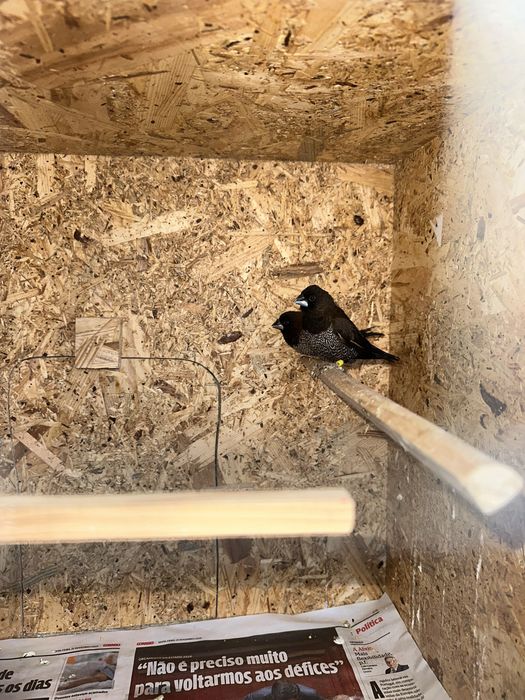 Bengalins do japão para ceder